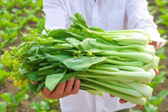 Fresh Green Chinese Vegetables Harvest - Farmer Holding Seasonal Leafy Greens from Guangdong Agriculture