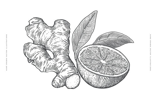 Ginger roots and lemon slices. Set of medicinal plants in the style of vintage engraving. Design element for cafes, markets and shops. Botanical vintage illustration for culinary or health products.