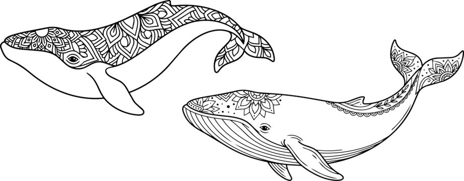 Two humpback whales with intricate zentangle pattern designs black and white