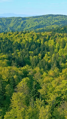 Obraz premium A sweeping aerial view captures a lush, green forest, showcasing dense trees stretching into the horizon. The serene landscape, dominated by vibrant greenery, exudes tranquility under a clear sky.