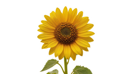 Fototapeta premium Bright yellow sunflower with green leaves and stem