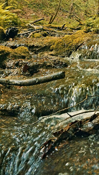 A serene forest scene with a flowing stream, surrounded by lush greenery and fallen leaves represents peaceful nature during a hiking adventure.