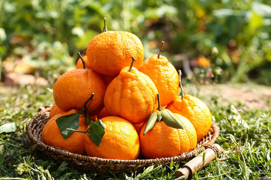Fresh Organic Oranges in Wicker Basket on Green Grass in Garden Setting