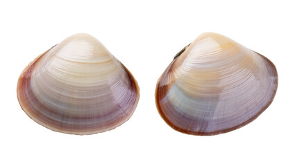 Two clam shells with smooth, concentric lines and iridescent purple and cream colors © Johanna