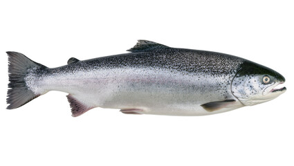 Fototapeta premium Whole raw salmon fish with silver scales and dark spots