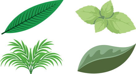 Green Leaf and Fresh Herb Vector Illustration Set featuring Palm Frond, Mint Leaves, and Botanical Foliage Elements for Nature Designs © Tanjimul