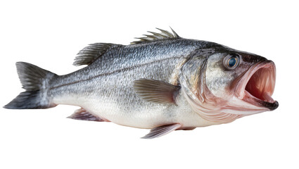 Fototapeta premium Large sea bass with open mouth and visible gills