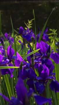 Dark blue iris flowers in full bloom. Elegant floral background, spring garden, botanical beauty, vibrant petals and natural blossom concept.