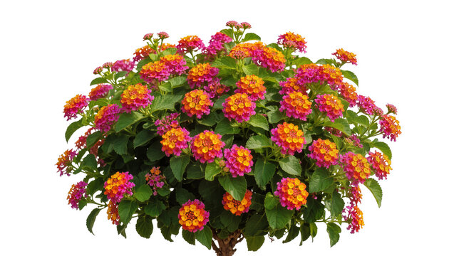 Lantana camara shrub with vibrant pink and orange flower clusters