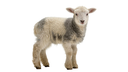 Young lamb with fluffy wool and grey patches © Niklas