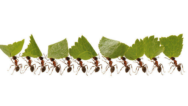 Line of ants carrying green leaves