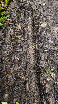 Muddy bike trail with tire tracks in dense forest