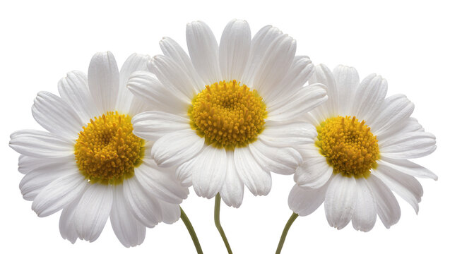 Three white daisies with yellow centers and green stems
