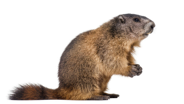 Groundhog with fluffy brown fur and dark stripes on tail