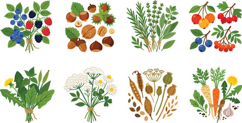 Wild Plants Herbs Berries Nuts and Root Vegetables Collection Vector Illustration Set for Foraging © Biplob Creators