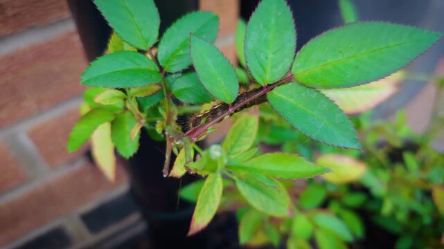 Rose caterpillar pest feeding on garden rose leaves in close up. Hairy larva crawling along stem and damaging ornamental plant foliage. Garden pest infestation affecting healthy rose growth and home