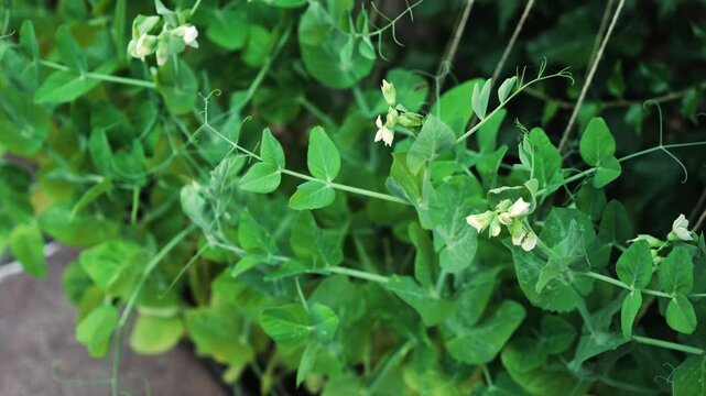 Flowering garden peas growing across raised bed with healthy green vines. Delicate white blossoms and climbing stems thriving beside wooden fence. Sustainable backyard gardening providing fresh