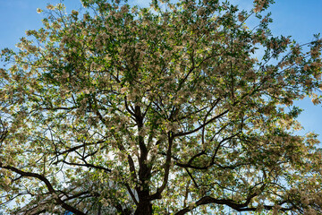 Fototapeta premium A leafy tree in full spring foliage reaches toward a bright sky, fresh green growth in the city.