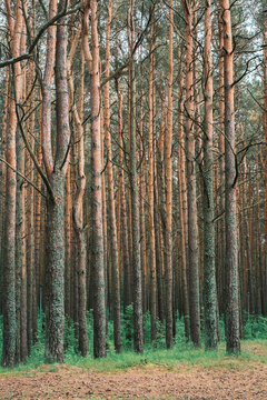 Scenic Nordic pine forest in the Baltic region, tranquil evergreen woodland with tall conifer trees, natural wilderness landscape