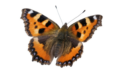 Small Tortoiseshell Butterfly with Orange and Black Wings © Luca