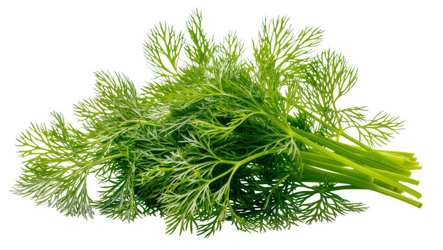 Fresh green dill herb bunch with feathery leaves and thick stems