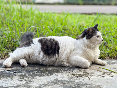 CAT SITTING ON A GRASS