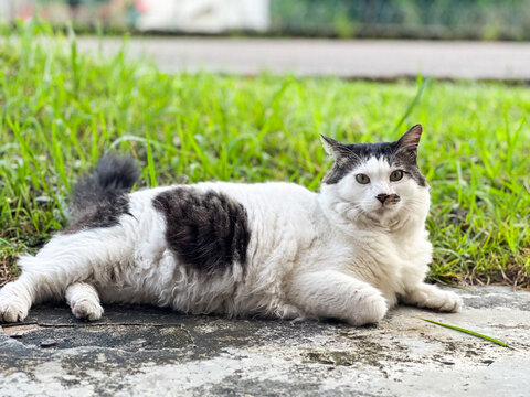 CAT SITTING ON A GRASS