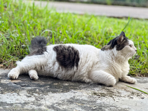 CAT SITTING ON A GRASS