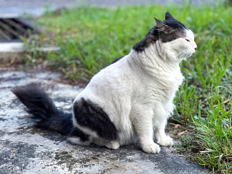 CAT SITTING ON A GRASS