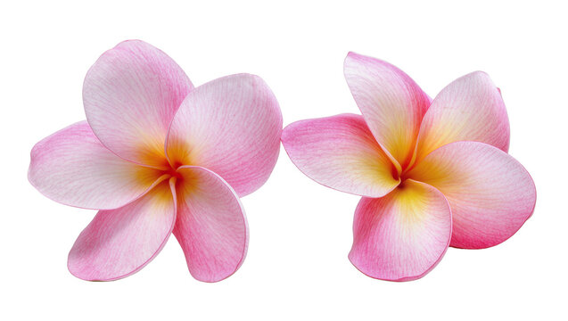Two pink and yellow Plumeria flowers