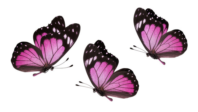 Three pink and black butterflies in flight