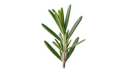 Obraz premium Fresh rosemary sprig with green needle-like leaves