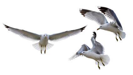 Obraz premium Three seagulls in flight white and gray feathers, yellow beaks