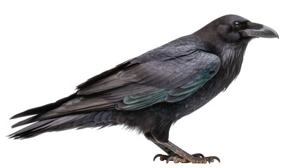 Obraz premium Black raven bird with iridescent feathers
