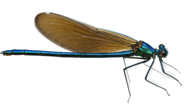 Blue metallic damselfly insect with brown wings