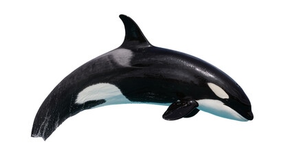 Orca whale with black and white markings swimming © Hannah