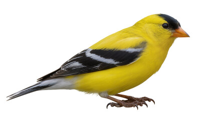 Obraz premium American Goldfinch bird with black cap and yellow plumage