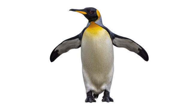 King penguin with wings spread wide, facing forward