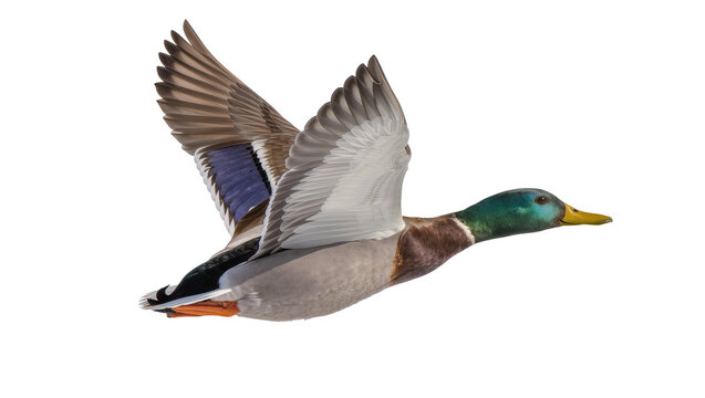 Mallard duck bird flying with wings spread