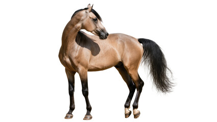 Buckskin horse with black mane and tail standing © Hannah