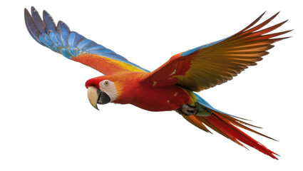 Scarlet Macaw parrot flying with wings spread wide © Hannah