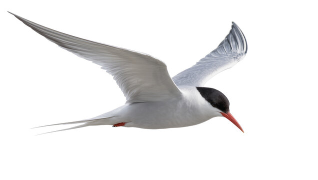 Arctic Tern bird in flight with wings spread and black cap