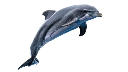 Dolphin leaping, sleek grey marine mammal with smooth skin © Hannah