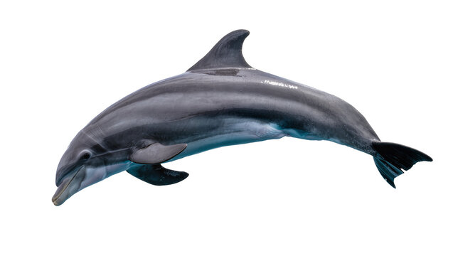 Gray dolphin swimming with streamlined body and fins