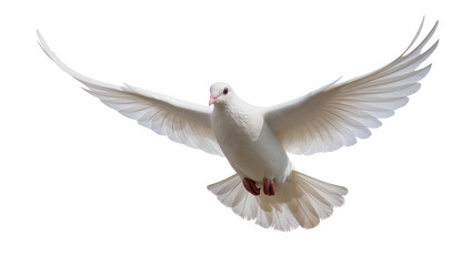 Obraz premium White dove bird in flight with wings spread