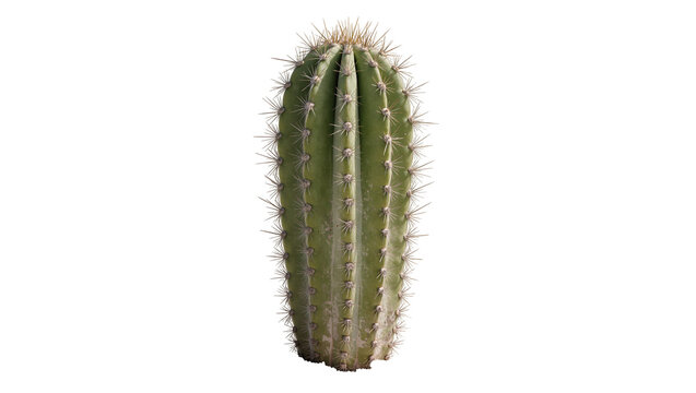 Tall green cactus with sharp spines