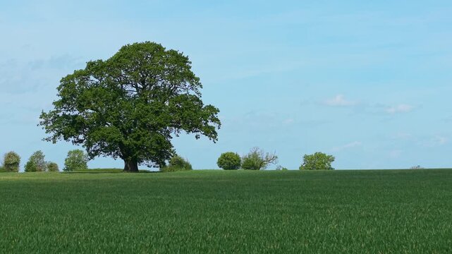 Young rye crop growing across open agricultural land beneath bright sky. Healthy field conditions supporting harvest potential, efficient farming, long term food supply. Productive farmland, grain
