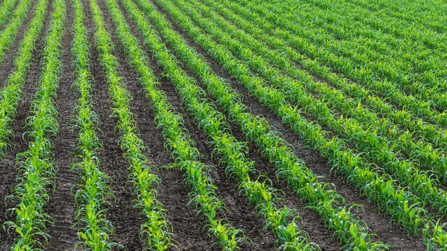 Corn crop rows extending across arable land with healthy green growth. Drone moving above maize plantation and fertile soil supporting commercial agriculture operations. Food production farming and