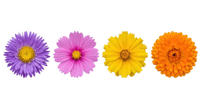 Four vibrant spring flowers in purple pink yellow and orange