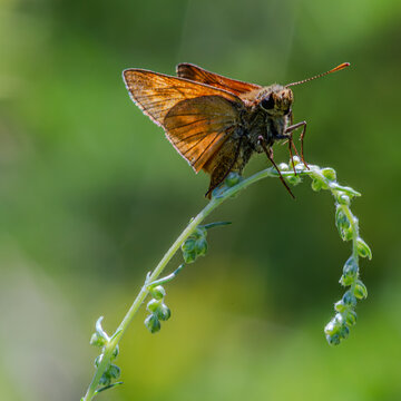Silver-spotted Skipper rests on delicate green stem in vibrant natural habitat during bright sunny day